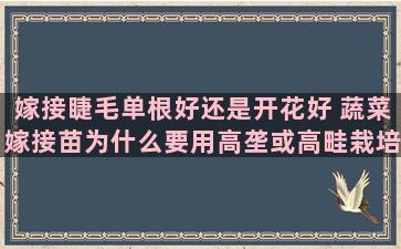 嫁接睫毛单根好还是开花好 蔬菜嫁接苗为什么要用高垄或高畦栽培